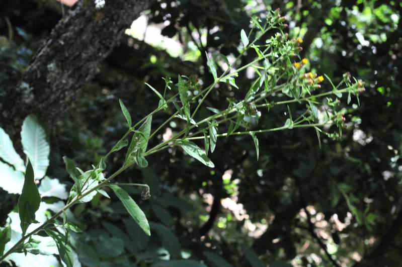 Pentanema conyzae (=Inula conyzae) / Enula baccherina